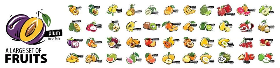 Vector set of painted all fruits on a white background Stock Illustration