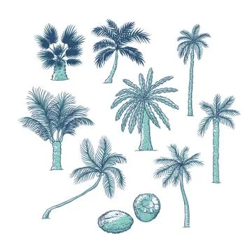 Vector set of palm. Different kinds of tropical trees and coconut. Contour Stock Illustration