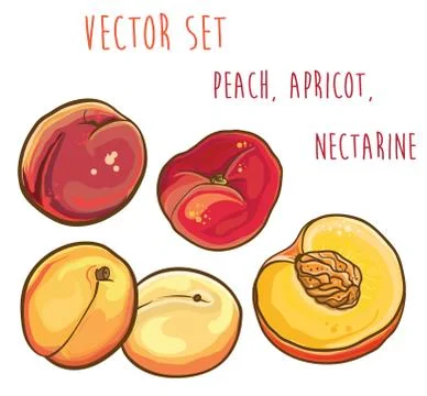 Vector set with peach, apricot, nectarine. Stock Illustration