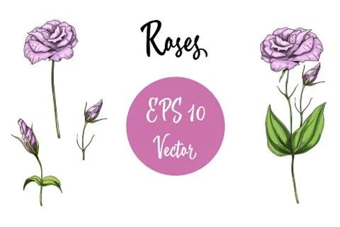 Vector set of pink roses. Isolated vector illustration on white background Stock Illustration