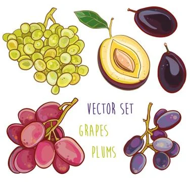 Vector set with plums and grapes 库存插图