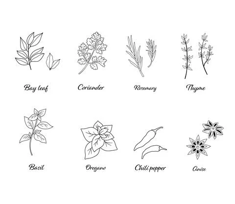 Vector set of popular spices isolated. Chili pepper, oregano, cinnamon, anise Stock Illustration