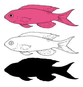 Vector set of Pseudanthias fish in pink color. Sea bass Pseudanthias fish hand Illustrazione stock