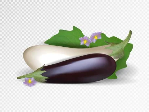 Vector set of purple and white vegetables. Violet and white eggplants isolated Stock Illustration