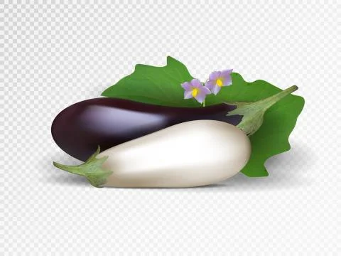 Vector set of purple and white vegetables. Violet and white eggplants isolated Stock Illustration