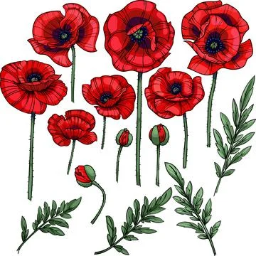 Vector set of red poppies with flowers, leaves and stems, isolated on white b Иллюстрация