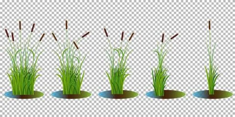 Vector set of reed stalk bushes in swamp water isolated on transparent Stock Illustration