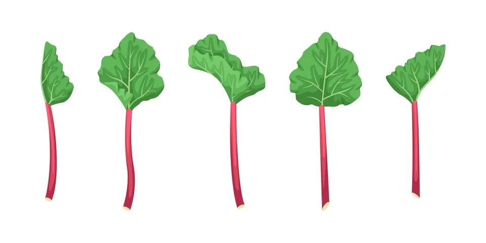 Vector set of rhubarb illustrations. Summer fruits and vegetables. Stock Illustration
