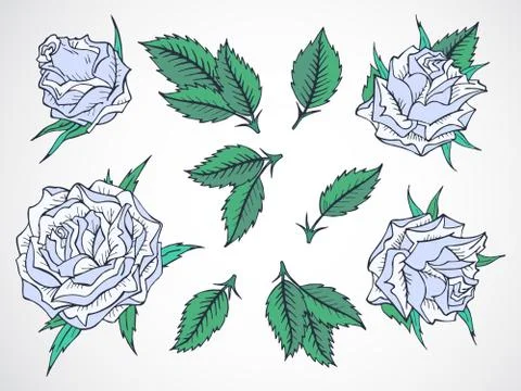 Vector set of roses and leaves. Stock Illustration