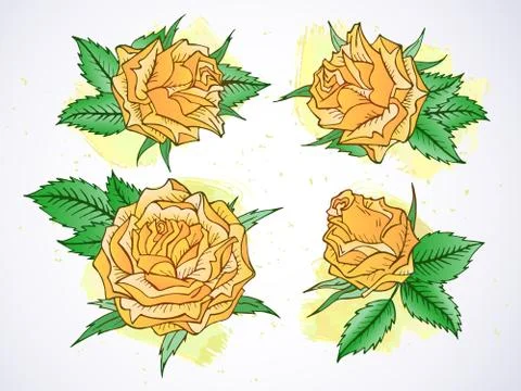 Vector set of roses and leaves with watercolor elements. Stock Illustration