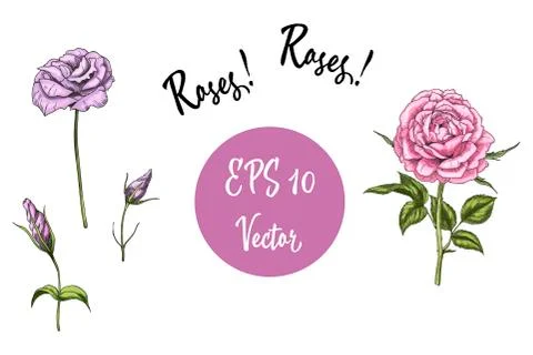 Vector set of roses. Isolated vector illustration on white background. Stock Illustration