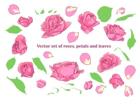 Vector set of roses, petals and leaves. Illustrazione stock