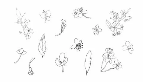 Vector set sakura clipart. Black spring illustration flowers line art Stock Illustration