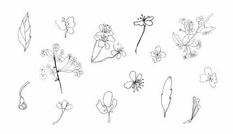 Vector set sakura clipart. Black spring illustration flowers line art Stock Illustration