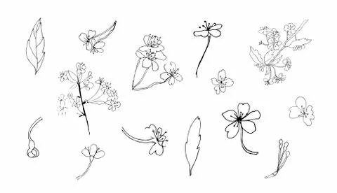 Vector set sakura clipart. Black spring illustration flowers line art Stock Illustration