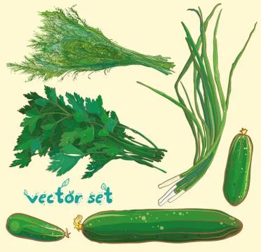 Vector set with scallions, dill, parsley, cucumbers Stock Illustration