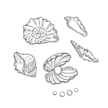 Vector set sea shells and pearls different shapes. Clamshells monochrome black Stock Illustration
