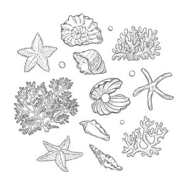 Vector set sea shells stars corals and pearls different shapes. Clamshells Stock Illustration