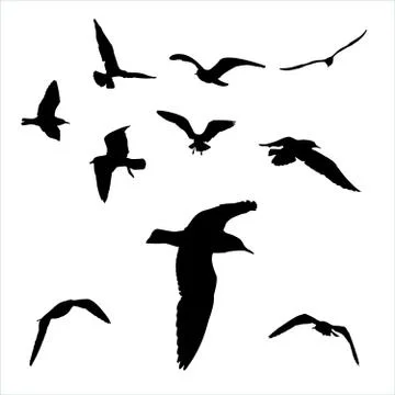 Vector set - seagull silhouette on white background collection Stock Illustration