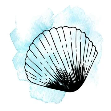 Vector set with seashells on a light background. Sketch style seashells with Stock Illustration
