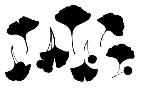 Vector set of silhouettes of ginkgo leaves with berries. medical ginko elements Illustrazione stock