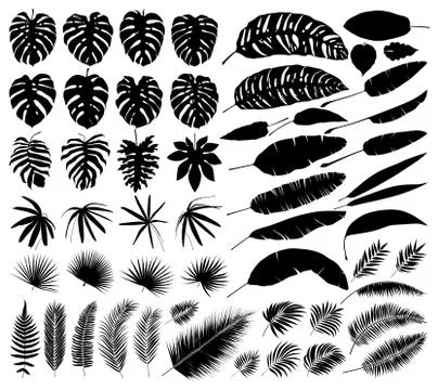 Vector set of silhouettes of tropical leaves, botanical isolated elements Stock Illustration