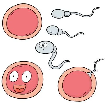 Vector set of sperm and egg Stock Illustration