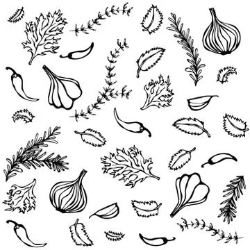 Vector Set of Spices and Vegetables. Red Onion, Garlic Clove, Parsley, Thyme Stock Illustration