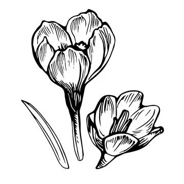 Vector set of spring Crocus flower drawn by hand white isolated. Stock Illustration