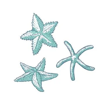 Vector set starfish. Three types sea star monochrome outline sketch illustration Stock Illustration
