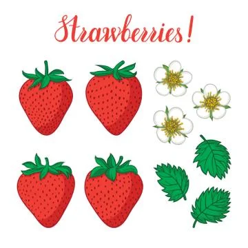 Vector set with strawberries, flowers and leaves isolated on white background Stock Illustration