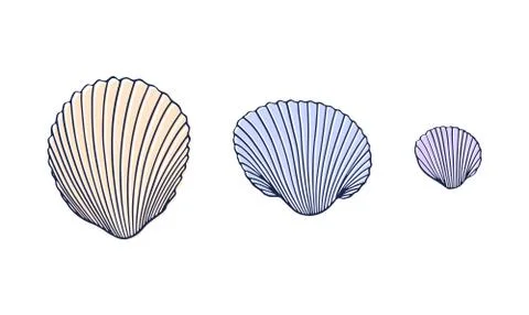 Vector set of three seashells in a line. Hand Drawn vector Illustration. Summ Stock Illustration