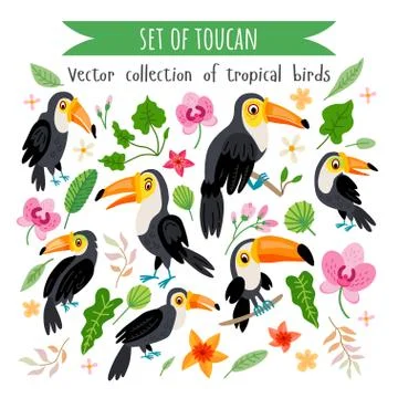 Vector set of toucans isolated on white 스톡 일러스트