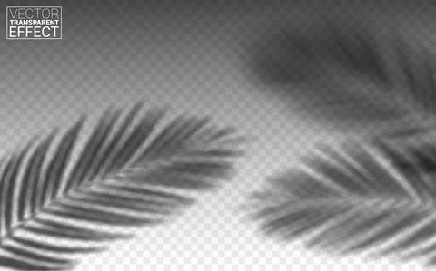 Vector Set of Transparent Shadows of Leaves. Creative Overlay Effect for Mock Stock Illustration