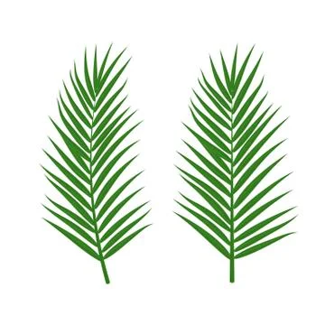 Vector set of tropical green palm leaves isolated on white background. Stock Illustration