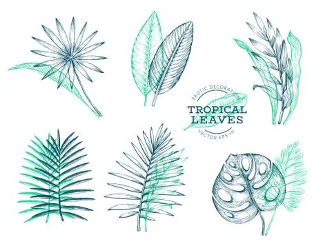 Vector set of tropical leaves. Hand drawn tropical summer exotic leaves. Jung Stock Illustration
