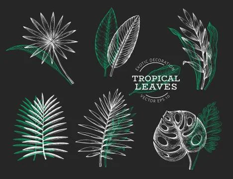 Vector set of tropical leaves. Hand drawn tropical summer exotic leaves. Jung Stock Illustration