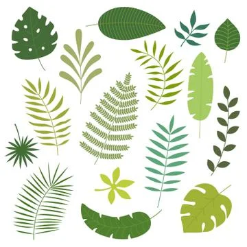 Vector set of tropical leaves. Stock Illustration