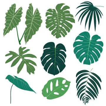 Vector set of tropical leaves. Stock Illustration