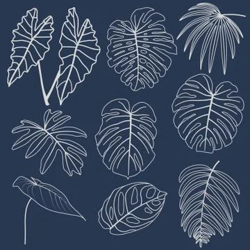 Vector set of tropical leaves. Stock Illustration