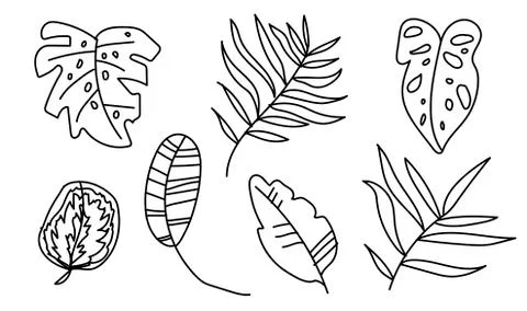 The vector set tropical leaves monsters, banana, palm trees,calathea. Stock Illustration