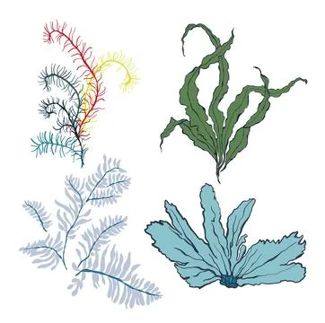 Vector set of underwater plants. Hand painted laminaria and anything algae Stock Illustration