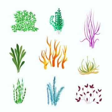 Vector set of underwater plants. Underwater plant, ocean and sea plant for Stock Illustration
