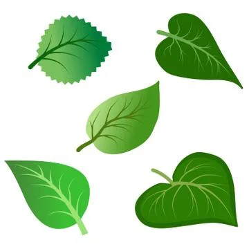 Vector set of various green leaves isolated on white background Stock Illustration