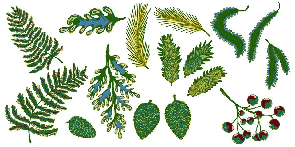 Vector set of vintage-style winter greenery. Hand drawn fir branches, pine ne Stockillustratie