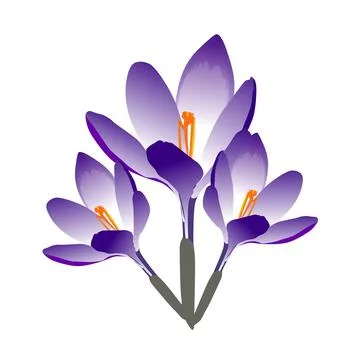 Vector set of violet crocus flowers with leaves isolated on white. Cartoon first Stock Illustration