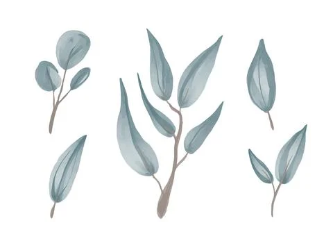 Vector set of watercolor sprigs of silver holly eucalyptus. Stock Illustration