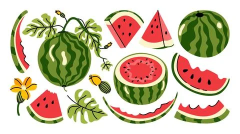 Vector set of watermelon and melon illustrations in cartoon comic linear style. Stock Illustration