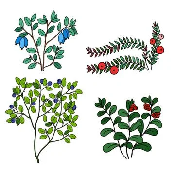Vector set of wild berries. Stock-Illustration