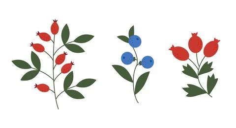 Vector set of wild berry branches with rosehips and blueberries Illustrazione stock